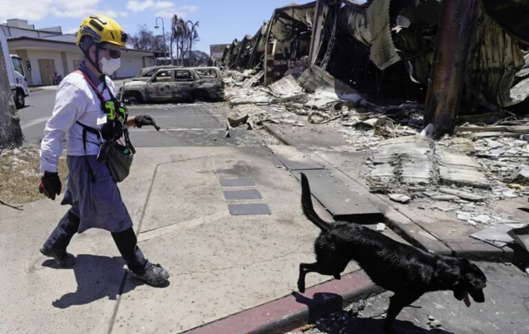 Highly trained dogs take on mission of finding Hawaii fire victims