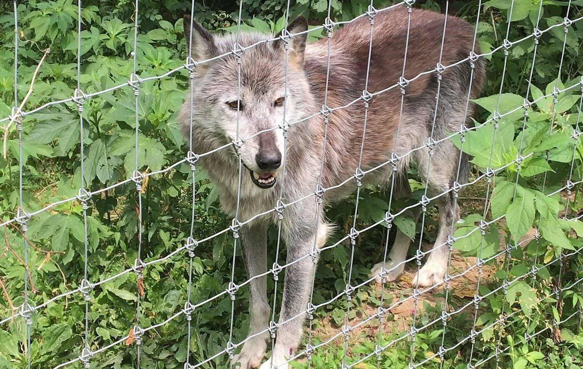 Wolf sanctuary in Lancaster County provides safe haven for over 50 wolves